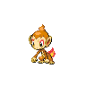 chimchar